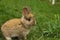 Gray little rabbit closeup standing in the grass.