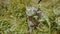 gray little wild cat sniffing and climbing in high grass