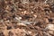 Gray Lizard on Brown Soil