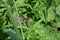 Gray lizard in green grass in sunny spring day