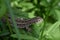 Gray lizard in green grass in sunny spring day