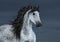 Gray long-maned Andalusian Horse in motion on dark cloud sky.