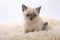 Gray lop-eared amusing kitten on a white background.