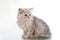 Gray lop-eared amusing kitten on a white background.