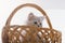 Gray lop-eared amusing kitten on a white background.