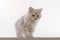 Gray lop-eared amusing kitten on a white background.