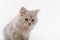 Gray lop-eared amusing kitten on a white background.