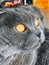 Gray lop-eared beautiful cat. Mustachioed pet. Portrait of a cat.  big yellow eyes.