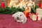 A gray lop-eared rabbit lies on the carpet near the fireplace next to the Christmas tree