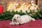 A gray lop-eared rabbit lies on the red carpet near the fireplace next to the Christmas tree