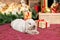 A gray lop-eared rabbit lies on the red carpet near the gift box