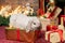 A gray lop-eared rabbit sits on a gift box under the Christmas tree