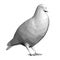 Gray low poly pigeon isolated on white background. 3D. Vector illustration