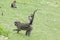 Gray macaques play with its baby.