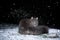 gray maine coon cat with fluffy tail outdoors in snowfall at night