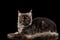 Gray Maine Coon Cat Lying, Looks Curious, Isolated Black Background