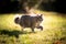 gray maine coon cat on the prowl walking on sunny meadow