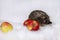 Gray male Western European hedgehog and a few red apples on a light background