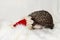 Gray male white-breasted hedgehog climbs nose in a red Christmas hat