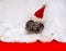Gray male white-breasted hedgehog in a red Christmas hat