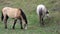 Gray Mare  and Bay Horse, Grazing