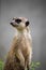Gray meerkat, meerkat - a species of predatory mammal of the mongoose family.