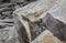 Gray Metamorphic Rock and Yellow Lichen on a Maine Beach