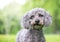 A gray Miniature Poodle mixed breed dog