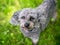 A gray Miniature Poodle mixed breed dog licking its lips