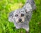 A gray Miniature Poodle mixed breed dog looking up