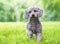 A gray Miniature Poodle mixed breed dog outdoors