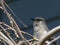 A Gray Mockingbird Peeking Through the Branches of a Weeping Mulberry Tree