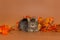 Gray mongrel kitten and autumn leaves
