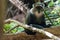 Gray monkey in Jozani Forest National Park, Zanzibar