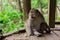 Gray monkey sitting on wooden platform