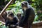 Gray monkeys in Jozani Forest National Park, Zanzibar