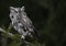 Gray Morph Eastern Screech Owl