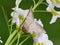 Gray moth Odontopera bidentata in vegetation