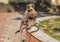 Gray mother langur monkey caresses her baby.