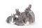 Gray mother rabbit with four bunnies