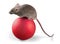 Gray mouse animal on ball on background