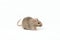 Gray mouse gerbil