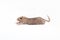 Gray mouse gerbil lying