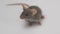 Gray mouse over white background