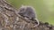 Gray mouse on a tree trunk