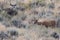Gray Mule Deer Buck Watches Brown Buck in Sagebrush