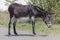 Gray mule goes in the field at summer day. Donkey graze beside the road and field. Sad jackass stands on the roadside