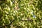 Gray muscicapa striata in leaves on tree