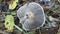 Gray mushroom, circular shape and short stem, Tarragona, Spain, Europe