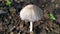 Gray mushroom close-up. A bunch of toadstools mushrooms in the garden in rainy summer weather